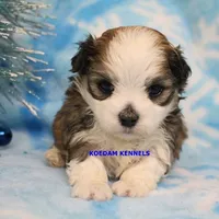 Flora Male 1, a male Maltese and Shih Tzu for sale in Rock Rapids, IA – Photo 5 of 6