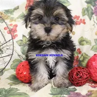 Pumpkin Male 3, a male Morkie for sale in Rock Rapids, IA – 4 of 4
