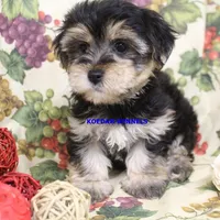 Pumpkin Female 2, a female Morkie for sale in Rock Rapids, IA – 4 of 4