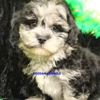 Peace Male 3, a male Shih Tzu and Poodle - Toy  for sale in Rock Rapids, IA – Photo 2 of 5