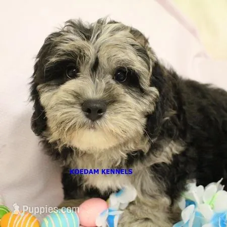 Peace Male 3 – Shih Tzu, Poodle - Toy  puppy for sale in Rock Rapids, IA