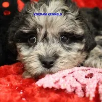 Peace Male 3, a male Shih Tzu and Poodle - Toy  for sale in Rock Rapids, IA – Photo 1 of 2