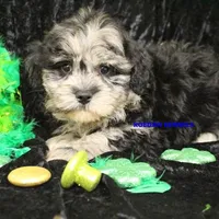 Peace Male 3, a male Shih Tzu and Poodle - Toy  for sale in Rock Rapids, IA – Photo 5 of 5