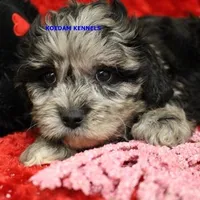 Peace Male 3, a male Shih Tzu and Poodle - Toy  for sale in Rock Rapids, IA – Photo 4 of 5