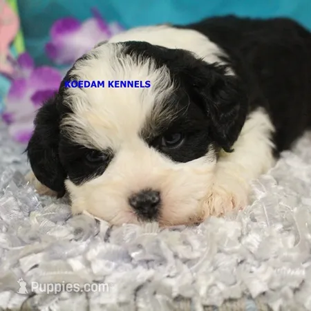 Shiva Male 2 – Shichon puppy for sale in Rock Rapids, IA