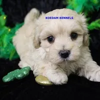 Smolder Male, a female Maltipoo for sale in Rock Rapids, IA – Photo 1 of 4