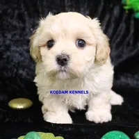 Smolder Male, a female Maltipoo for sale in Rock Rapids, IA – Photo 4 of 4