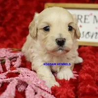 Smolder Male, a female Maltipoo for sale in Rock Rapids, IA – Photo 2 of 4