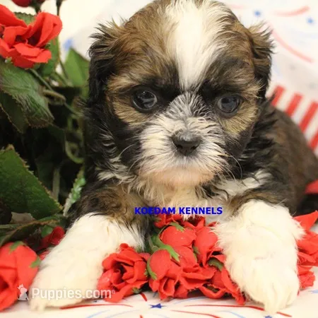 Zulu Female – Shih Tzu puppy for sale in Rock Rapids, IA