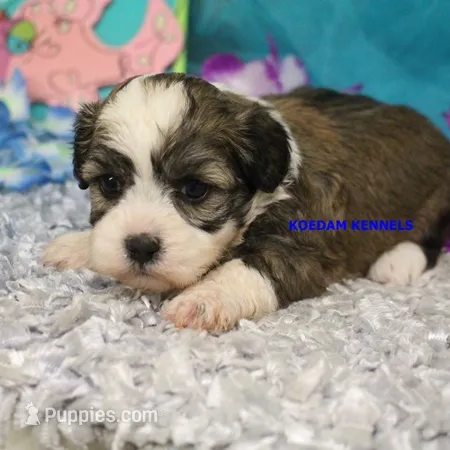 Shiva Female 1 – Shichon puppy for sale in Rock Rapids, IA