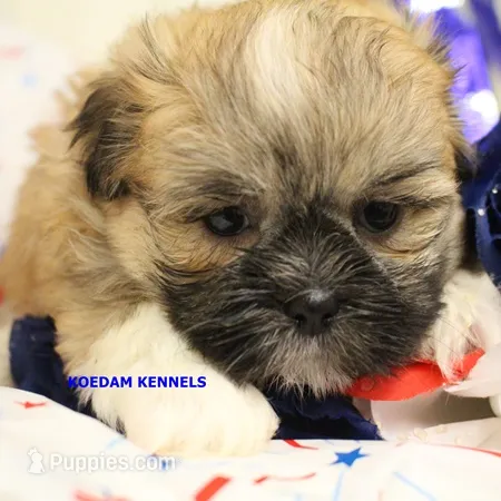 Tickles Female 3 – Mal Shi puppy for sale in Rock Rapids, IA