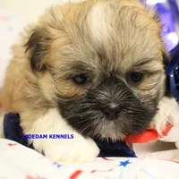 Tickles Female 3, a female Mal Shi for sale in Rock Rapids, IA – 2 of 6