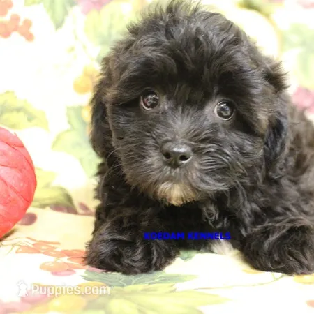 Eris Female 3 – Shihpoo puppy for sale in Rock Rapids, IA