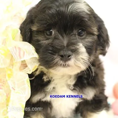 Lynx Male 3 – Shichon puppy for sale in Rock Rapids, IA