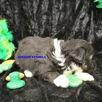 Lynx Male 3, a male Shichon for sale in Rock Rapids, IA – Photo 2 of 2