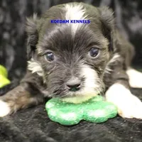 Lynx Male 3, a male Shichon for sale in Rock Rapids, IA – Photo 1 of 2