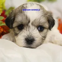 Doe Male 1, a male Shichon for sale in Rock Rapids, IA – Photo 2 of 2