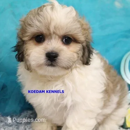Doe Male 1 – Shichon puppy for sale in Rock Rapids, IA
