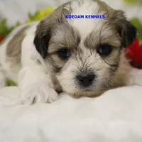 Doe Male 1, a male Shichon for sale in Rock Rapids, IA – Photo 1 of 2