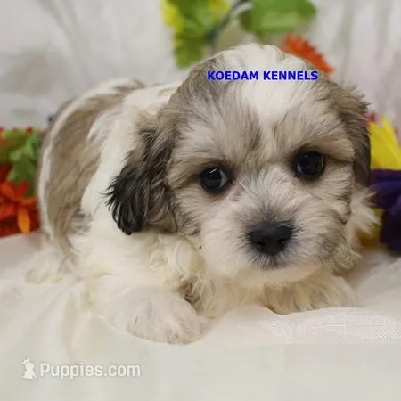 Doe Male 1 – Shichon puppy for sale in Rock Rapids, IA