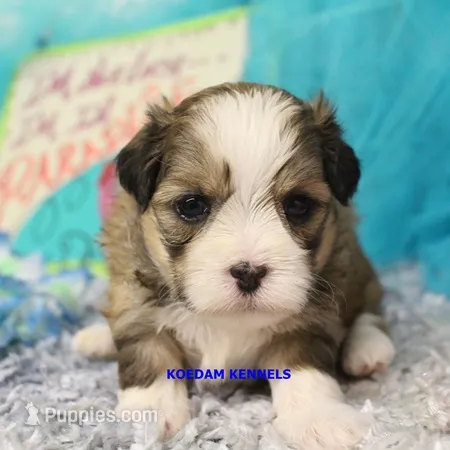 Tickles Female 2 – Mal Shi puppy for sale in Rock Rapids, IA