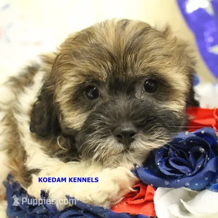 Summer Male 3 – Shichon puppy for sale in Rock Rapids, IA