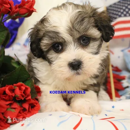 Shiva Female 1 – Shichon puppy for sale in Rock Rapids, IA