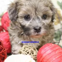 Eris Male, a male Shihpoo for sale in Rock Rapids, IA – 2 of 5