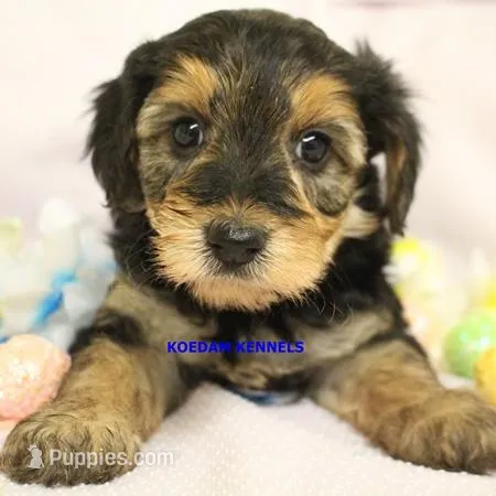 Cinder Female – Yorkipoo puppy for sale in Rock Rapids, IA