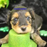 Cinder Female, a female Yorkipoo for sale in Rock Rapids, IA – Photo 1 of 2