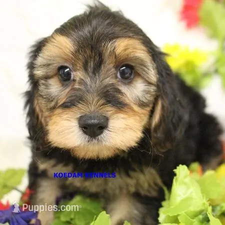 Cinder Female – Yorkipoo puppy for sale in Rock Rapids, IA