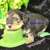 Cinder Female, a female Yorkipoo for sale in Rock Rapids, IA – Photo 2 of 2