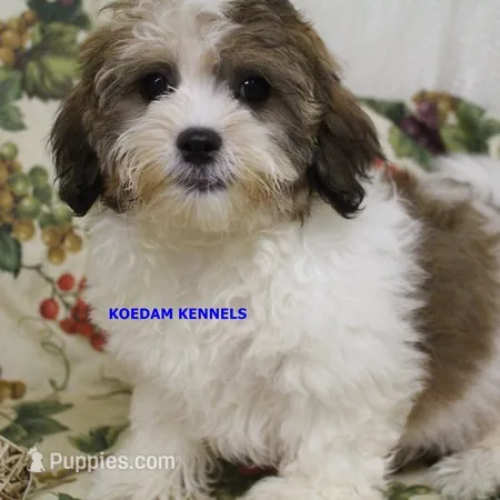 Summer Male 1 – Shichon puppy for sale in Rock Rapids, IA