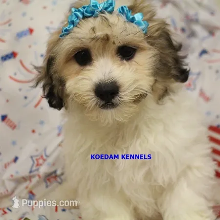Doe Female 2 – Shichon puppy for sale in Rock Rapids, IA