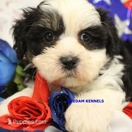 Shiva Male 3 – Shichon puppy for sale in Rock Rapids, IA