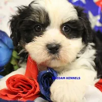 Shiva Male 3, a male Shichon for sale in Rock Rapids, IA – 2 of 5