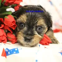 Pumpkin Male 2, a male Morkie for sale in Rock Rapids, IA – 1 of 2