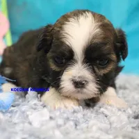 Zulu Female, a female Shih Tzu for sale in Rock Rapids, IA – 2 of 2