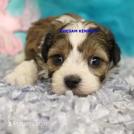 Summer Female 2 – Shichon puppy for sale in Rock Rapids, IA