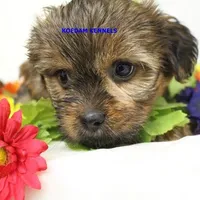 Winter Female 2, a female Shorkie for sale in Rock Rapids, IA – 5 of 5