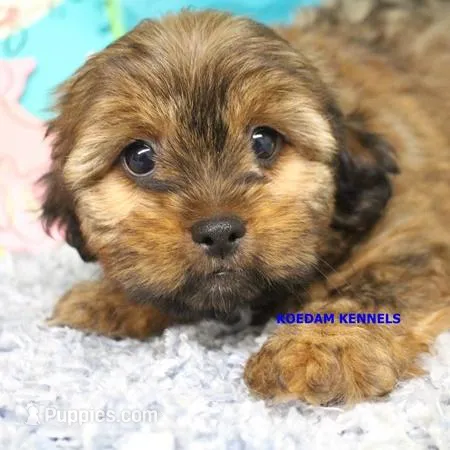 Winter Female 2 – Shorkie puppy for sale in Rock Rapids, IA