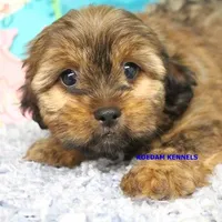 Winter Female 2, a female Shorkie for sale in Rock Rapids, IA – 1 of 5