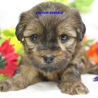 Winter Female 2, a female Shorkie for sale in Rock Rapids, IA – Photo 2 of 2
