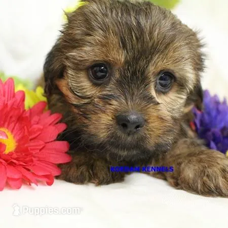 Winter Female 2 – Shorkie puppy for sale in Rock Rapids, IA