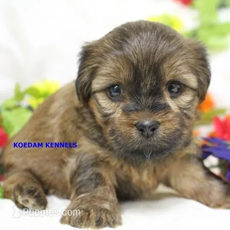 Winter Female 2 – Shorkie puppy for sale in Rock Rapids, IA
