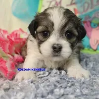 Valentine Female 1, a female Mal Shi for sale in Rock Rapids, IA – 2 of 2
