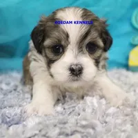 Valentine Female 1, a female Mal Shi for sale in Rock Rapids, IA – 1 of 2