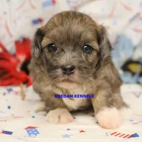 Eris Male, a male Shihpoo for sale in Rock Rapids, IA – 2 of 2