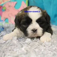 Zulu Male 2, a male Shih Tzu for sale in Rock Rapids, IA – 2 of 2
