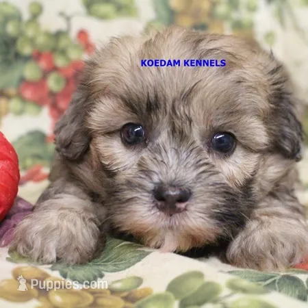 Eris Female 1 – Shihpoo puppy for sale in Rock Rapids, IA